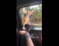 Antelope eats food from hand of woman Part 1