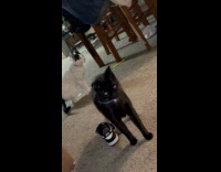 Two cat sit and stares at ceiling