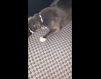 Collab PLC - Woman play fetch with cat use hair tie