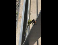 Green yellow dragonfly eats bug metal railing
