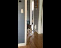 Husky dog spin chase  own tail room