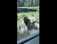 Large wolf approaches car oh my god 
