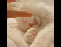 Fluffy White Cat Gets Tapped on the Nose 