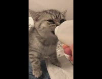 Pet kitten drinks milk from pet bottle