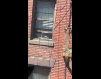 Dove walking on window trapped inside apartment