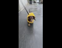 Brown dachshund dog yellow raincoat black leash 