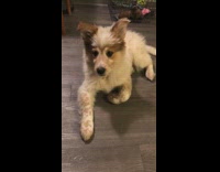 Boomerang of white dog on hard wood floor ear twitch