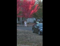Woman in white dress with a bag under the red tree