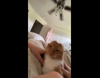 Mad orange cat with ears folded back