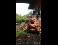 Collab VIBES - Tortoise yawns music with scream sound edit