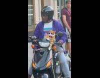 Cat wears gold chain sits at motorcycle