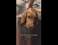 Collab Pets For All - Girl shows dog as puppy vs now 