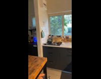 Man caught stray cat in kitchen 