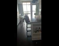 Sneaky husky gets into bottle of tequila 