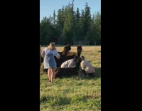 Three woman brown alpaca farm photo shoot