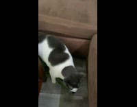 Cat bring shirt to woman on sofa