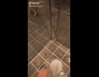 Cat wants to get into shower 