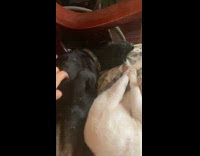 Black dog and white cat sleeping 