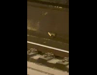 Rat carries pizza crust 