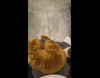 Brown puppy dog climbs in shorts guy