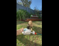 French bulldog puppy water fountain barefoot pedal 