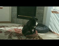 Black Boxer Dog Tries to Fit in Small Dog Bed 