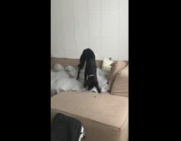 Dog try to cover food with imaginary stuff