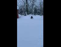 Pet dog corgi jumps on snow in slow motion