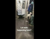 white dog man in blue jacket 