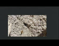 Injured bee on ground attempts to fly