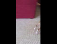 Five chihuahua dogs introduced red couch 