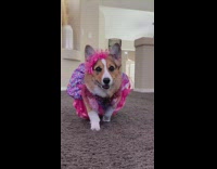Collab KaleSaladIG - Corgi wears different costume outfits