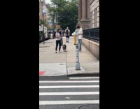 Pig on leash out for a walk