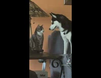 Dog bothering cat gets slapped in the face 