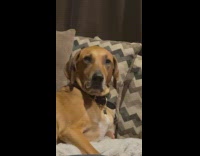 Brown dog on couch builds up to scream