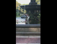 Guy white sunglasses steals coins change from big fountain at central park