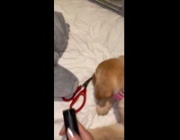 Puppy scared of pepper spray bottle