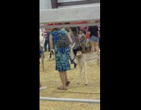 Deer chew on the floral dress of the woman