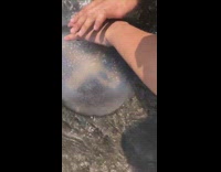 Large Jellyfish seashore beach helped by filmer