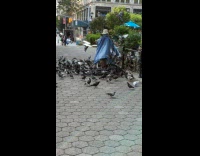 Pigeons swarms at woman who feeds them 