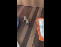 Small brown puppy helps push orange mop 