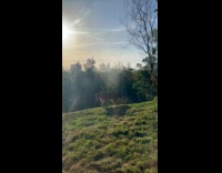 Lion urinates in front of tourist during tour