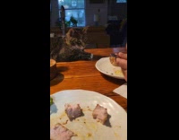 Cat tries to steal food from plate