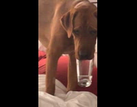 Dog got hoomans water glass on mouth