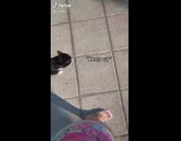 Collab BitchIG2 - Black cat follows woman to the beach