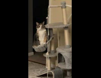 Cat sitting in barely holding tower hammock