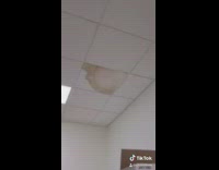 Why does every classroom have this guy 