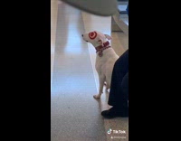 White dog red target logo eye