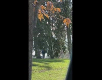 Girl fix breast photo shoot under the tree