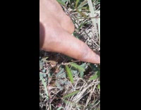 Man touching mimosa pudica plant 
